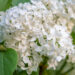 Syringa vulgaris `Primrose` harilik sirel (1)