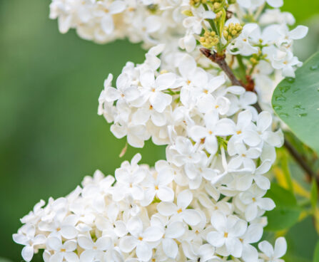 Syringa vulgaris `Primrose` harilik sirel (3)