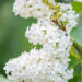 Syringa vulgaris `Primrose` harilik sirel (3)