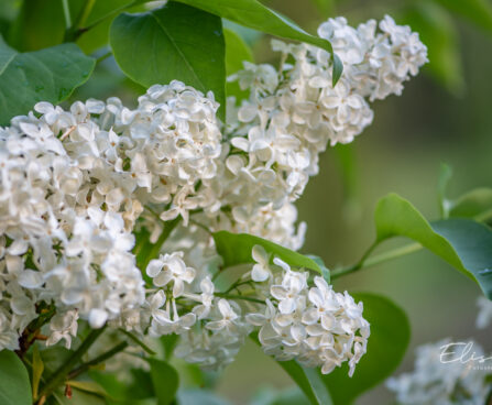 Syringa vulgaris `Primrose` harilik sirel (2)