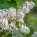 Syringa vulgaris `Primrose` harilik sirel (2)