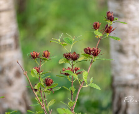 Calycanthus floridus vürtspõõsas