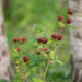 Calycanthus floridus vürtspõõsas