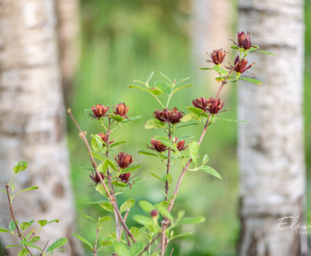 Calycanthus floridus vürtspõõsas (3)