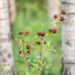 Calycanthus floridus vürtspõõsas (3)