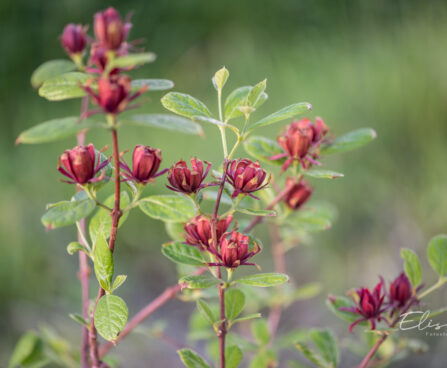 Calycanthus floridus vürtspõõsas (1)