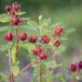 Calycanthus floridus vürtspõõsas (1)