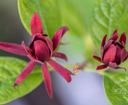 Calycanthus floridus vürtspõõsas (2)