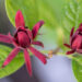 Calycanthus floridus vürtspõõsas (2)