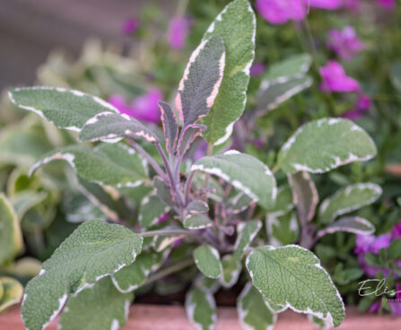 Salvia officinalis `Tricolor` aedsalvei