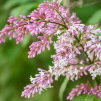 Syringa josikaea ungari sirel (2)