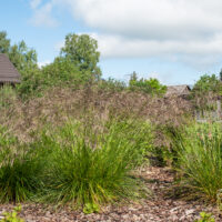 Deschampsia cespitosa `Bronzeschleier` luht-kastevars