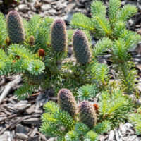 Abies koreana `Blue Magic` korea nulg (1)