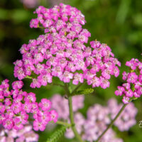 Achillea millefolium `Lilac Beauty` harilik raudrohi (2)