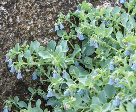 Mertensia maritima rand-mertensia (1)