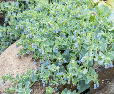 Mertensia maritima rand-mertensia (2)