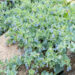 Mertensia maritima rand-mertensia (2)