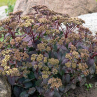 Sedum telephium `Xenox Rainbow` kukehari