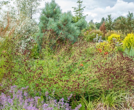 Sanguisorba officinalis `Chocolate Tip` ürt-punanupp, tehtud tööd