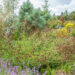 Sanguisorba officinalis `Chocolate Tip` ürt-punanupp, tehtud tööd