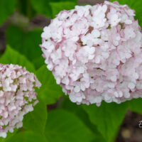 Hydrangea arborescens `Candybelle Bubblegum` puis-hortensia (2)