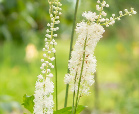 Cimicifuga racemosa var. cordifolia apalatši lursslill (1)