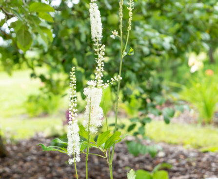 Cimicifuga racemosa var. cordifolia apalatši lursslill (2)