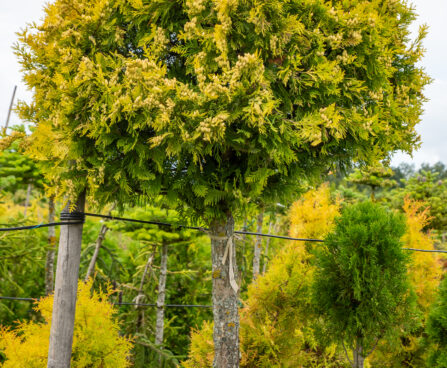 Thuja occidentalis `Yellow Ribbon`PA harilik elupuu