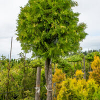 Thuja occidentalis `Fastigiata`PA harilik elupuu