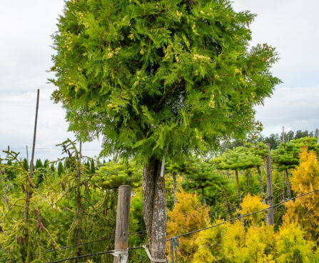 Thuja occidentalis `Fastigiata`PA harilik elupuu