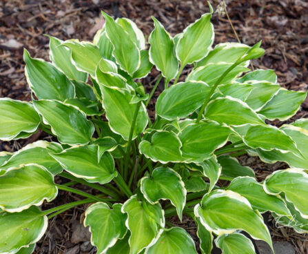 Hosta `Tea at Bettys`