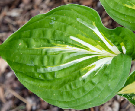 Hosta `Sting` (4)