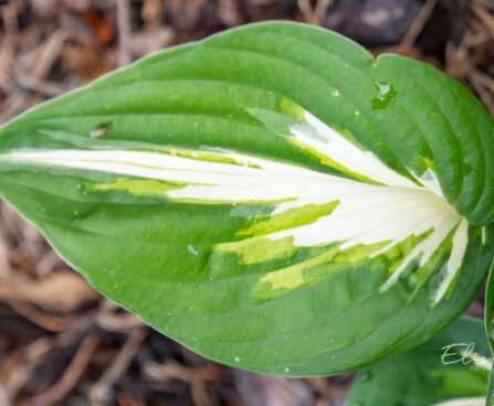 Hosta `Sting` (1)