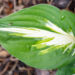 Hosta `Sting` (1)