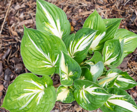 Hosta `Sting` (2)