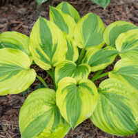 Hosta `Velvet Moon`