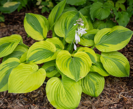 Hosta `Glad Rags` (1)