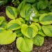 Hosta `Glad Rags` (1)