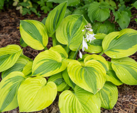 Hosta `Glad Rags` (2)