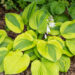 Hosta `Glad Rags` (2)