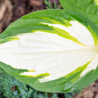 Hosta `Color Festival` (2)