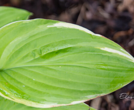 Hosta `Fragrant Bouquet`