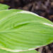 Hosta `Fragrant Bouquet`