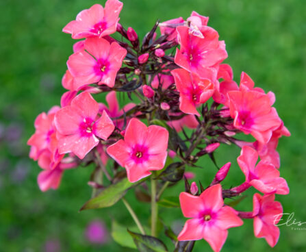 Phlox paniculata `Strawberry Daiquiri` aed-leeklill