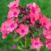 Phlox paniculata `Strawberry Daiquiri` aed-leeklill