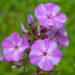 Phlox paniculata `Blue Boy` aed-leeklill