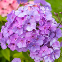 Phlox paniculata `Sweet Summer Ocean` aed-leeklill (2)