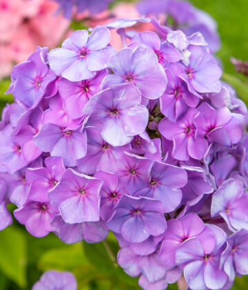 Phlox paniculata `Sweet Summer Ocean` aed-leeklill (2)