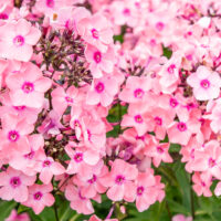 Phlox paniculata `Sweet Summer Queen` aed-leeklill (1)