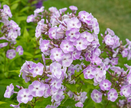 Phlox paniculata `Katherine` aed-leeklill